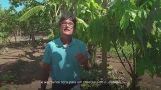 Produção de Cacau em Sistemas Agroflorestais em Rondônia