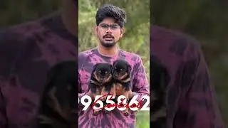 #sold_out Top quality Rottweiler puppies available #7995586244 #viralvideo #shorts