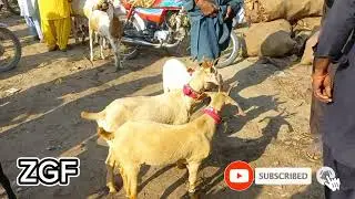 Golden Tapri Goat | Daur Bakra Mandi Latest Update | #bakraeidspecial #bakramandi2023 #zgf