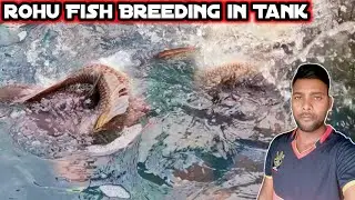 how to breed rohu fish | rohu fish breeding system  #fishinfo #Rohufish