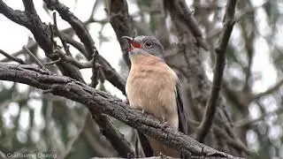 Fan-tailed Cuckoo (Cacomantis flabelliformis) | Dandenong Valley Wetland, Victoria (AUSTRALIA)