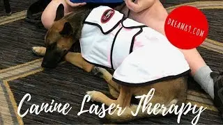 How to use Canine Laser Therapy - Spectra Therapy - DreamK9.com