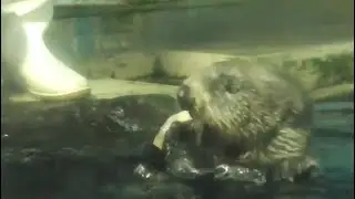 【のとじま水族館】ラスカさんのお食事タイム【ラッコ】