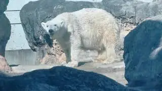 2026.1.17(土)　クッキー　ホッキョクグマ　のんほいパーク
