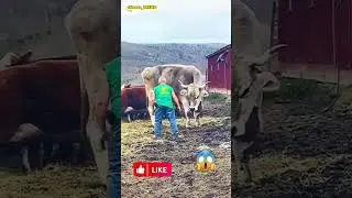 DUNYODAGI ENG KATTA BUQA EKAN!!! 😱😱😱