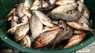 Vađenje vrške iz Palića sa oko 300 kilograma babuške