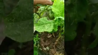 berkebun Skala Kecuil😁