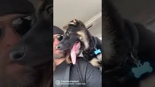 #gsd #dog #dogsworld #dogsdogsdogs #germanshepherd #realdog #dogdad