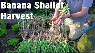 Allotment Diary : Harvesting this years Banana Shallot Crop