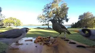 Noises of a Bowerbird
