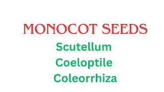 Monocot seed #scutellum #Coeloptile #Coleorrhiza