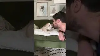Dramatic Mini Husky Goes Crazy After Dad Wakes Him From Sleep #shorts