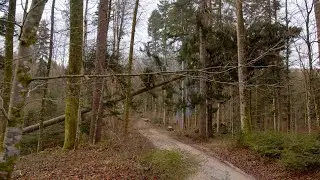 Zgodbe iz naših gozdov: Zimska ali pomladitvena sečnja