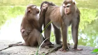 This is a monkey family that loves its children and husband.#love #animals #zoo #art #nature #cute