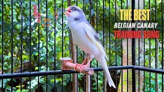 The Best Canary Sound!! Russian Canary Training Singing