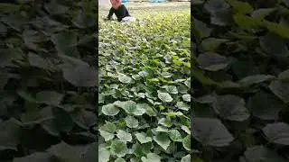 Top 15 Gardening Satisfying Video 2022  Garden Grafting 2022#  79