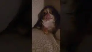 Чи-Чи, милота начинается прямо сейчас!