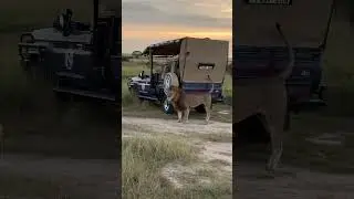 Big lion showing casual dominance. Slapping his tail on the vehicle! #lion #lionking #serengeti