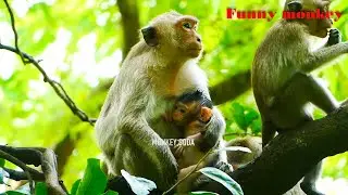 Million sad  Newborn baby monkey of mother Sara crying so much when mother leave