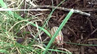 What Bug Is This??!!! Bug making weird sounds