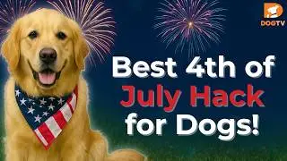 4th of July? Play This on Loop to Keep Your Dog Calm
