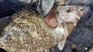 MANCING BARONANG PURA SILAYUKTI//LEGENDA BARONANG BALI//MANCINGMAN!!!
