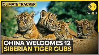 Newborn Tigers Delight Visitors At China's Harbin Park | WION Climate Tracker | World News