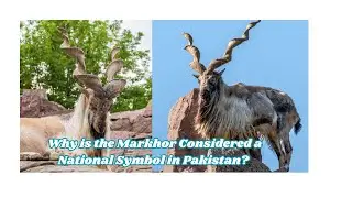 Why is the Markhor Considered a National Symbol in Pakistan?