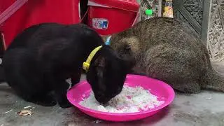 #cat #cuteanimal #lifeisbutadream #cutekitty #cute ##kitten #animaldiet #cutecat #cutekitty