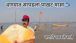 आज सापडला पाखट मासा🐟आणि पाणी सुकला नाही म्हणून पागाने मासे पकडले fish#Stingray#NetFishing#aagrikoli