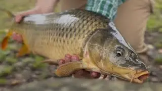 Fly Fishing For CARP in an Urban City!