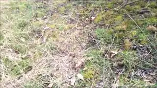 buzzard wood