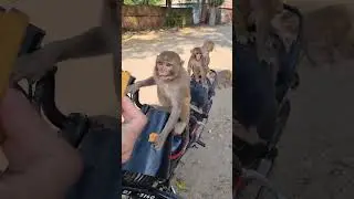 monkey video 😂🤣🐒#monkeybaby #bandar #shorts #viral #reels