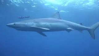 Blue Shark and Pilot Fish
