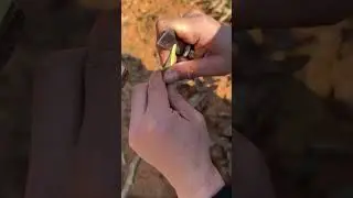 Tree grafting method | M&eacute;todo de injerto de &aacute;rboles | 果樹の接ぎ木 |쉬운 나무 접목 🌿 #plants #injerto #plantas