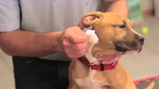How to Clean Tears From a Puppy's Eyes : Your New Puppy
