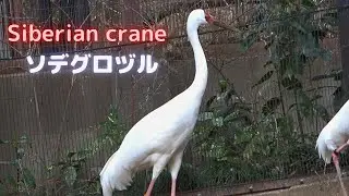 ソデグロヅル　Siberian crane