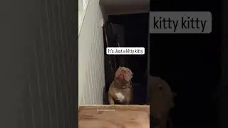Don't be scared of a kitty #betterlife #dog #cat #trueconcern