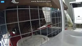 Purrfection The Ocelot 2 10 18