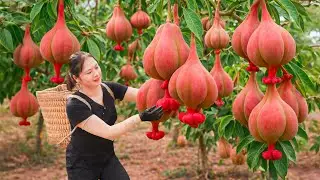 Harvesting Wild Red Sour Plums | Sold Out Instantly at the Village Market