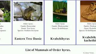 List of Mammals of Order hyrax. dassie Kvabebihyrax Fuse Tree kachethicus Western Pliohyrax Bush