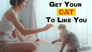 Top 8 Ways to Get Your Cat to Like You!