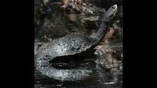 Eastern Long-necked Turtle #australia #conservation #wetlands #LimeKilnWetlands #ecology #wetlands