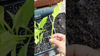 longevity spinach propagation #florida #garden #zone10 #plants #veggies #growyourownfood #harvest