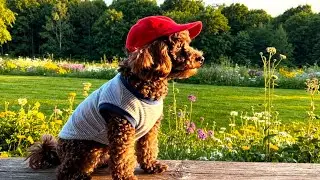 Relaxing Video for Dogs Home Alone 🐶 Calm & Cozy Background