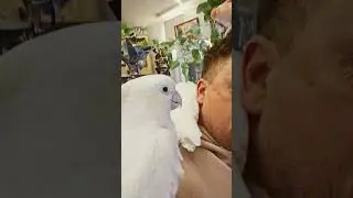 Мушка и Артурчик-пусик #какаду #birds #parrot