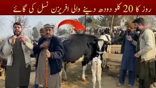 Gondal Mandi Attock ka sab se zabardast aur sasta farm | HN Media 555 