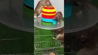 Bẫy chuột bằng lồng nhựa bỏ đi dễ đang nhanh gọn sạch nh&agrave; #baittips #rattrap #diyhome