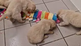 GOLDEN RETRIEVER DU HAUT FLECHERAY