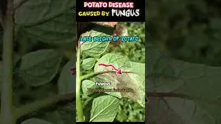 Potato Disease due to Fungus || Plant disease || potato blight #plantbiology ☘️@Med.Aspire